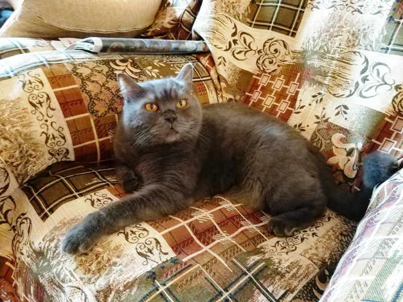 Кошки в нашей жизни. Кошки и все, что с ними связано.