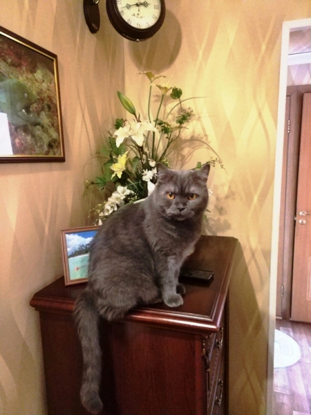 Кошки в нашей жизни. Кошки и все, что с ними связано.