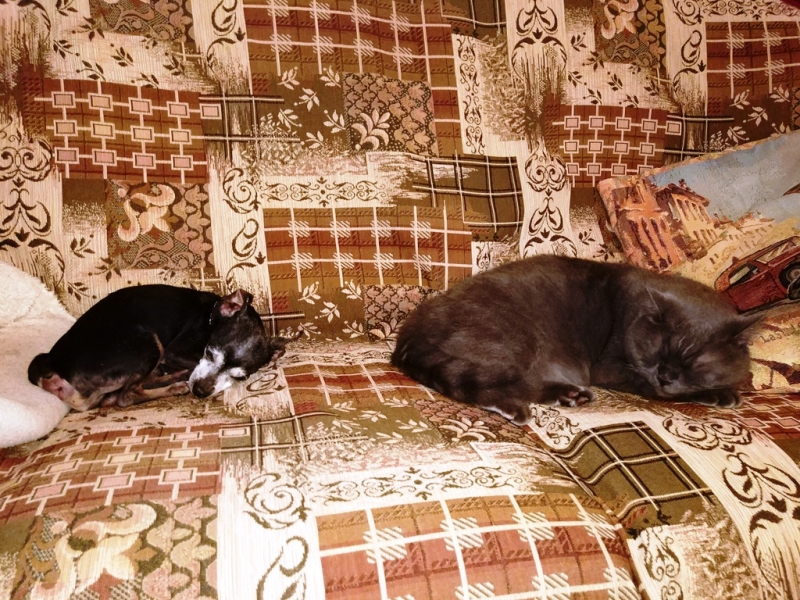 Кошки в нашей жизни. Кошки и все, что с ними связано.