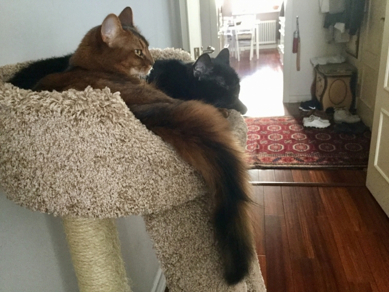 Кошки в нашей жизни. Кошки и все, что с ними связано.