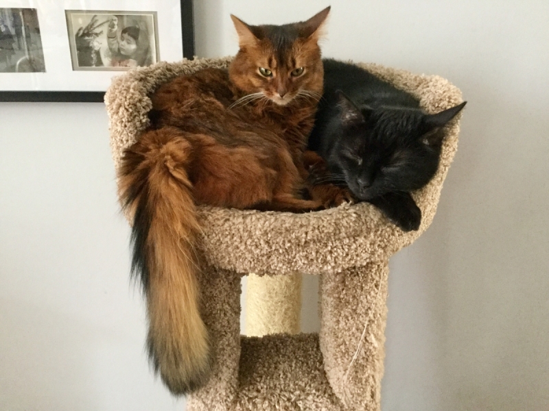 Кошки в нашей жизни. Кошки и все, что с ними связано.