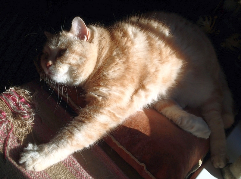 Кошки в нашей жизни. Кошки и все, что с ними связано.