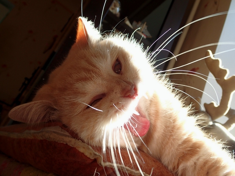 Кошки в нашей жизни. Кошки и все, что с ними связано.