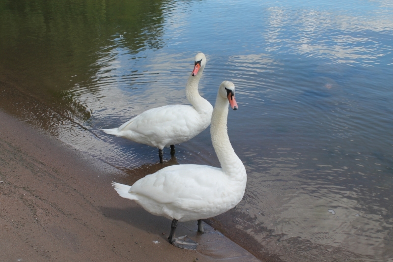 Четыре дня в Хельсинки в июне 2017