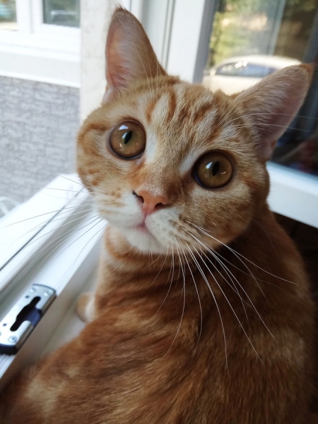 Кошки в нашей жизни. Кошки и все, что с ними связано.