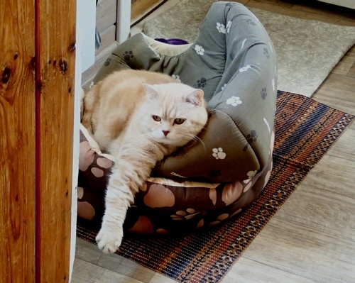 Кошки в нашей жизни. Кошки и все, что с ними связано.