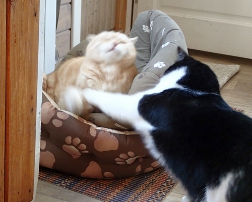 Кошки в нашей жизни. Кошки и все, что с ними связано.