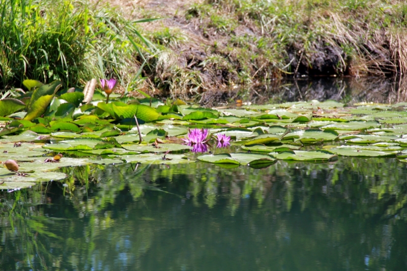 На отдых в Венгрию через Румынию. Июнь 2017