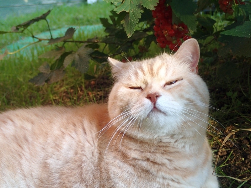 Кошки в нашей жизни. Кошки и все, что с ними связано.