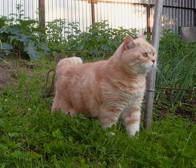 Кошки в нашей жизни. Кошки и все, что с ними связано.