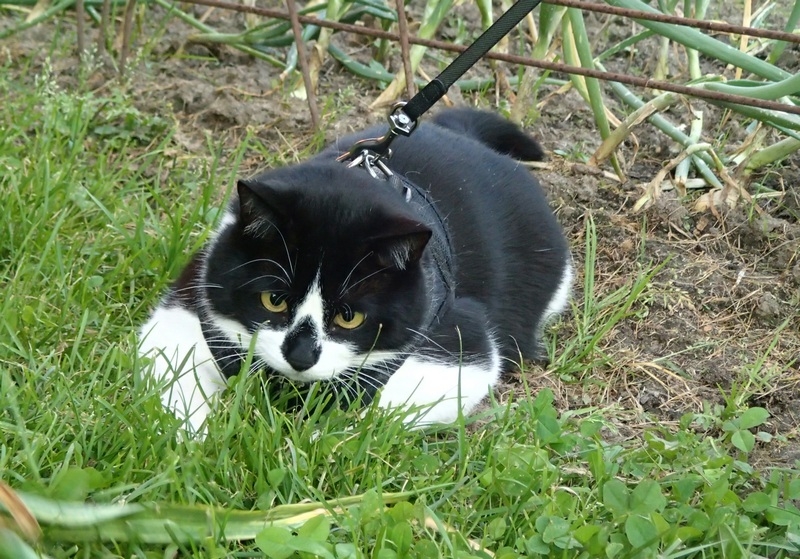 Кошки в нашей жизни. Кошки и все, что с ними связано.