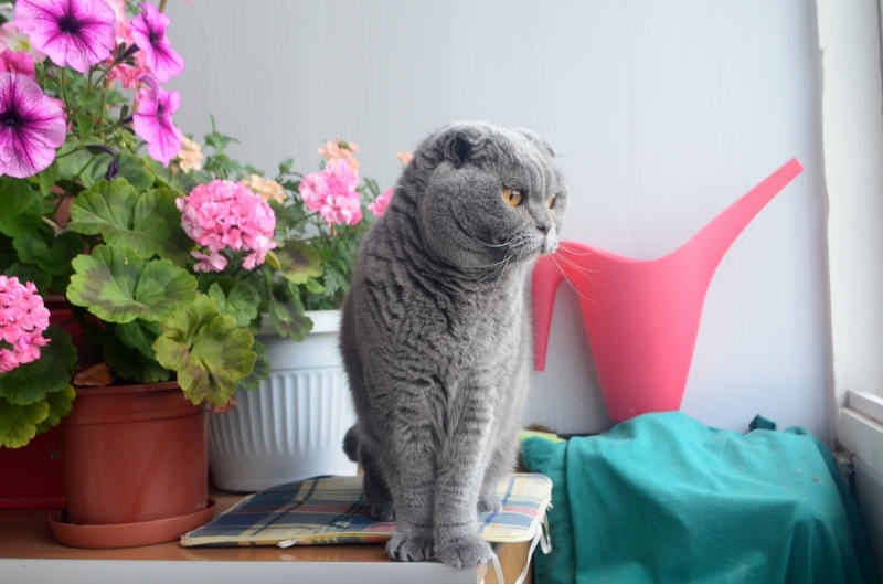 Кошки в нашей жизни. Кошки и все, что с ними связано.