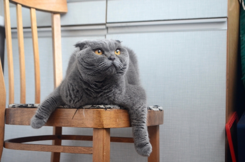 Кошки в нашей жизни. Кошки и все, что с ними связано.