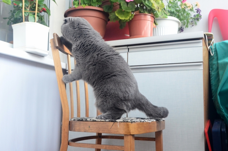 Кошки в нашей жизни. Кошки и все, что с ними связано.