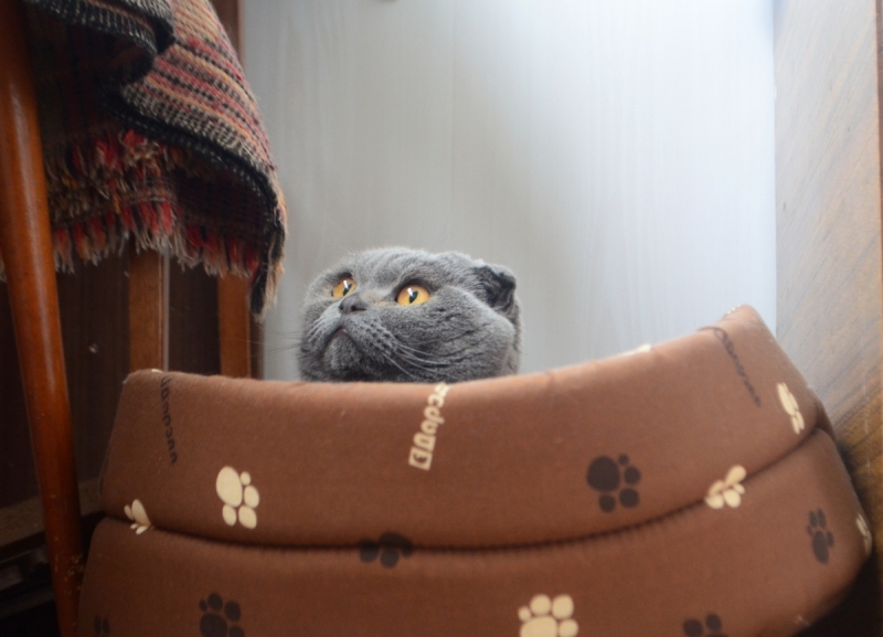 Кошки в нашей жизни. Кошки и все, что с ними связано.