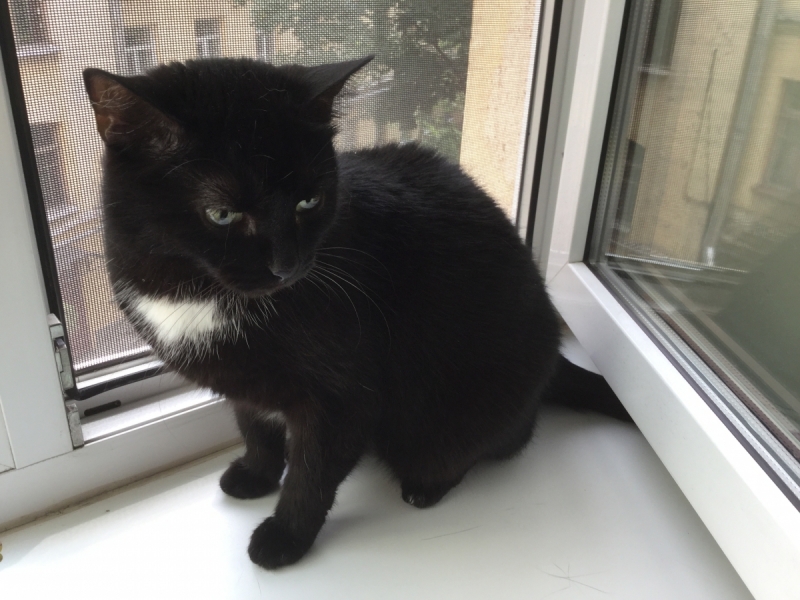 Кошки в нашей жизни. Кошки и все, что с ними связано.