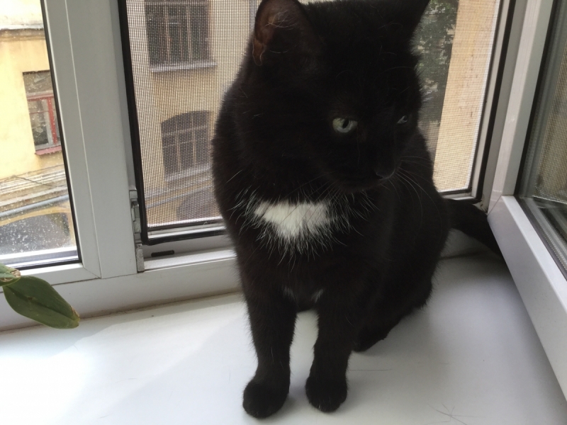 Кошки в нашей жизни. Кошки и все, что с ними связано.