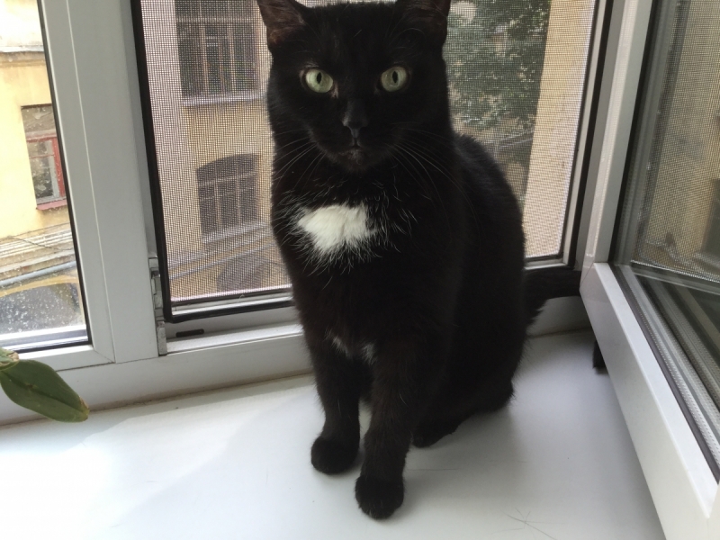 Кошки в нашей жизни. Кошки и все, что с ними связано.