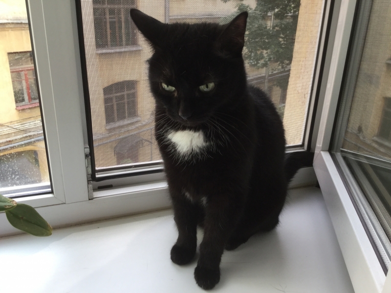 Кошки в нашей жизни. Кошки и все, что с ними связано.