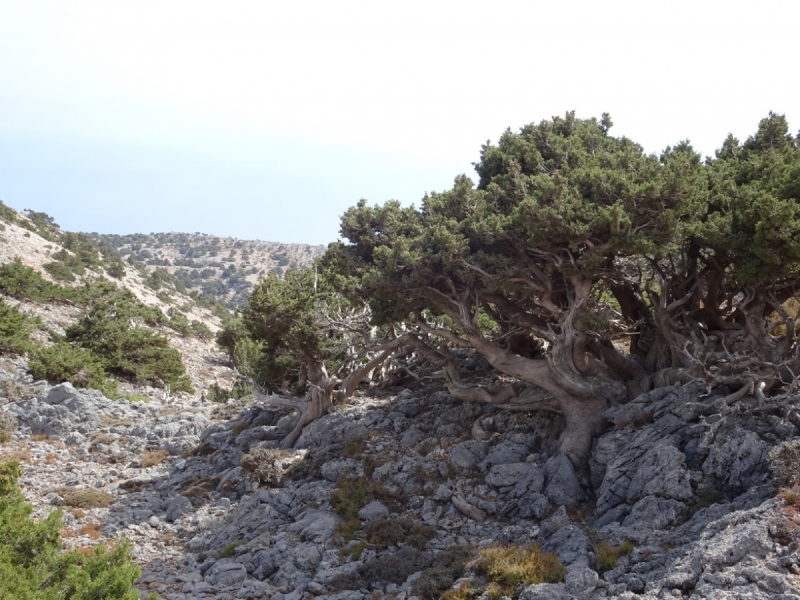 Горы Западного Крита, Лефка Ори октябрь 2016
