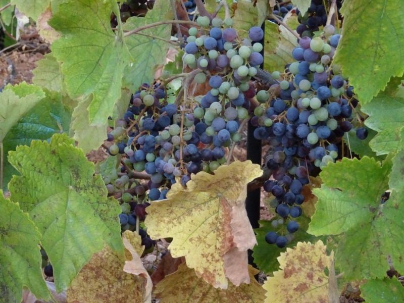 Горы Западного Крита, Лефка Ори октябрь 2016