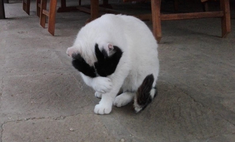 Кошки в нашей жизни. Кошки и все, что с ними связано.