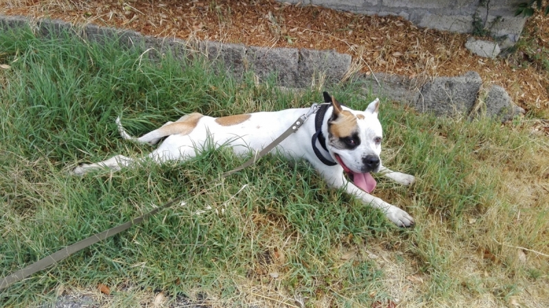 Кошки в нашей жизни. Кошки и все, что с ними связано.