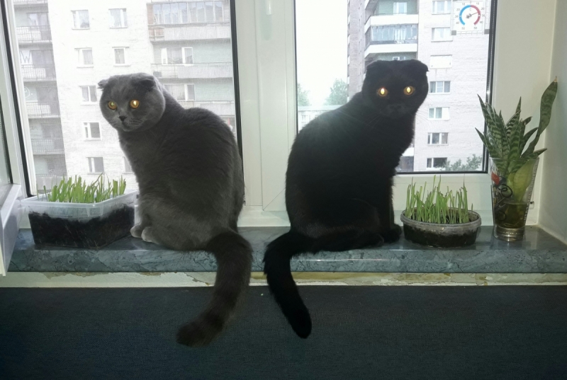 Кошки в нашей жизни. Кошки и все, что с ними связано.