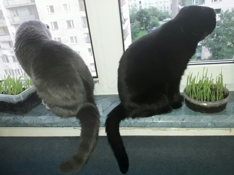 Кошки в нашей жизни. Кошки и все, что с ними связано.