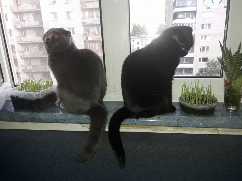 Кошки в нашей жизни. Кошки и все, что с ними связано.