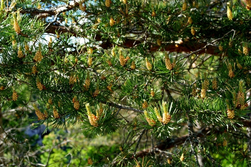 2017, июнь. Опыты по выращиванию туриста. Опыт №9 - из блокадного Ленинграда к жемчужинам Ладоги (Рускеала, Валаам, Тервеничи, свирские вепсы и т.д.)