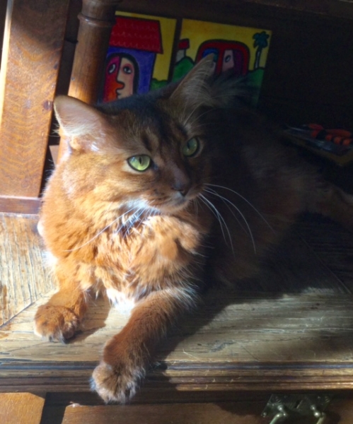 Кошки в нашей жизни. Кошки и все, что с ними связано.