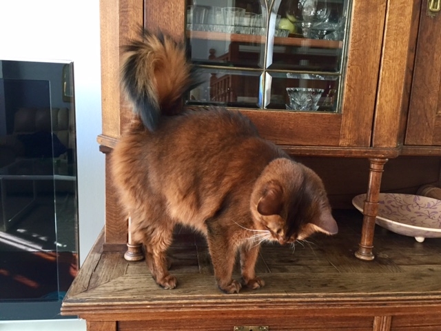 Кошки в нашей жизни. Кошки и все, что с ними связано.