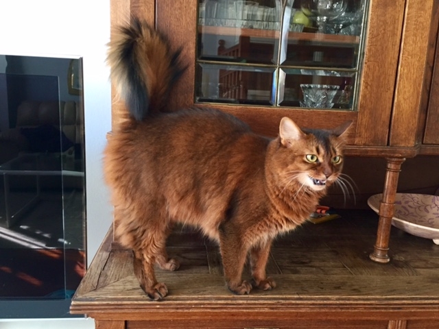 Кошки в нашей жизни. Кошки и все, что с ними связано.