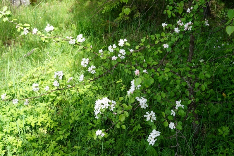 2017, июнь. Опыты по выращиванию туриста. Опыт №9 - из блокадного Ленинграда к жемчужинам Ладоги (Рускеала, Валаам, Тервеничи, свирские вепсы и т.д.)