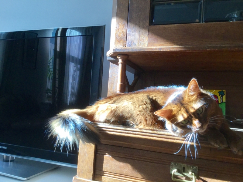 Кошки в нашей жизни. Кошки и все, что с ними связано.