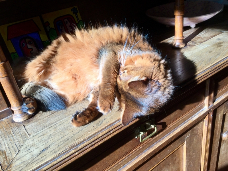 Кошки в нашей жизни. Кошки и все, что с ними связано.