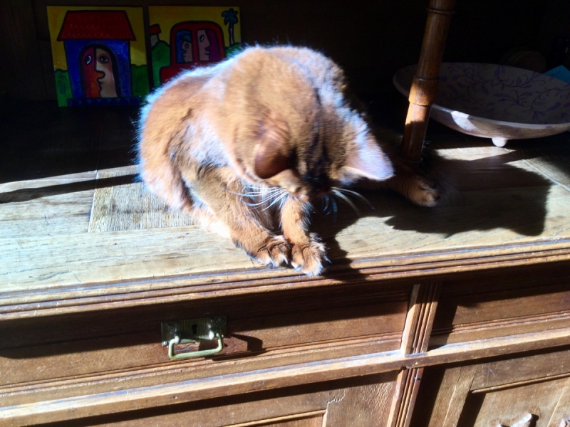 Кошки в нашей жизни. Кошки и все, что с ними связано.