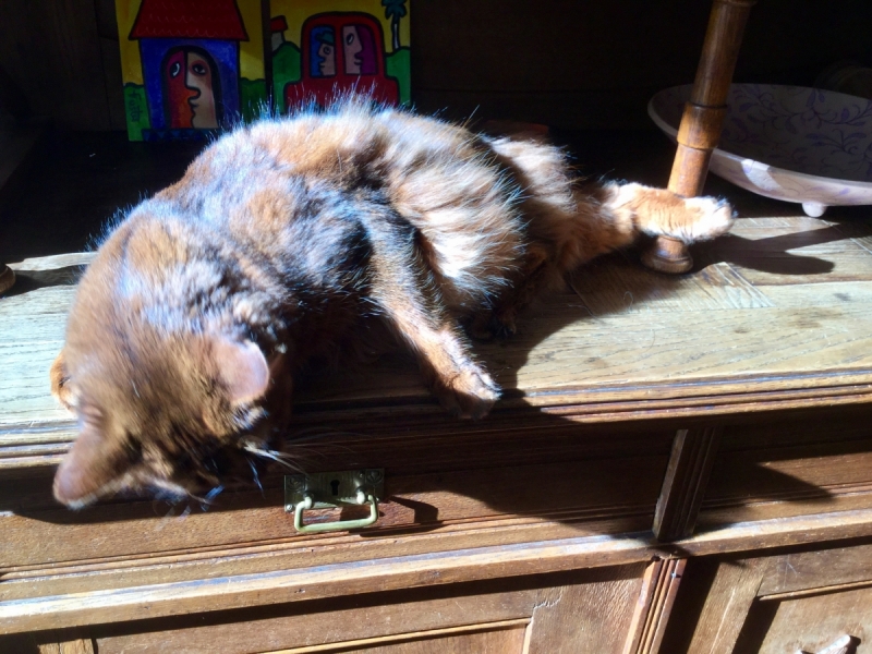 Кошки в нашей жизни. Кошки и все, что с ними связано.