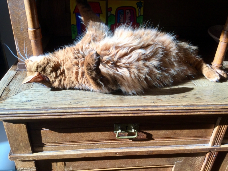 Кошки в нашей жизни. Кошки и все, что с ними связано.