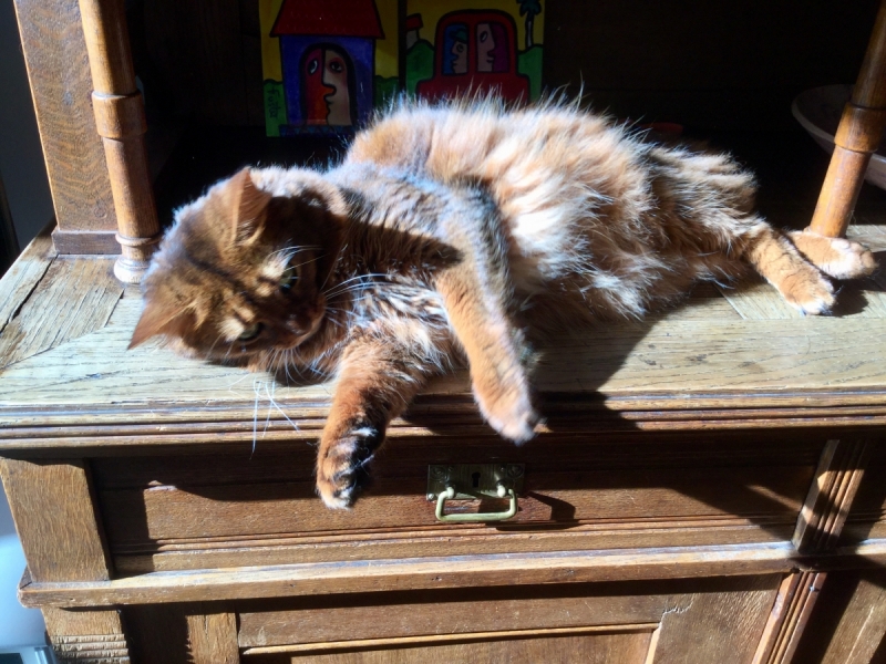 Кошки в нашей жизни. Кошки и все, что с ними связано.