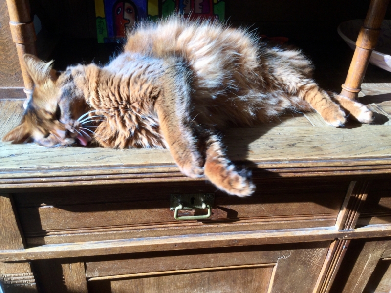 Кошки в нашей жизни. Кошки и все, что с ними связано.