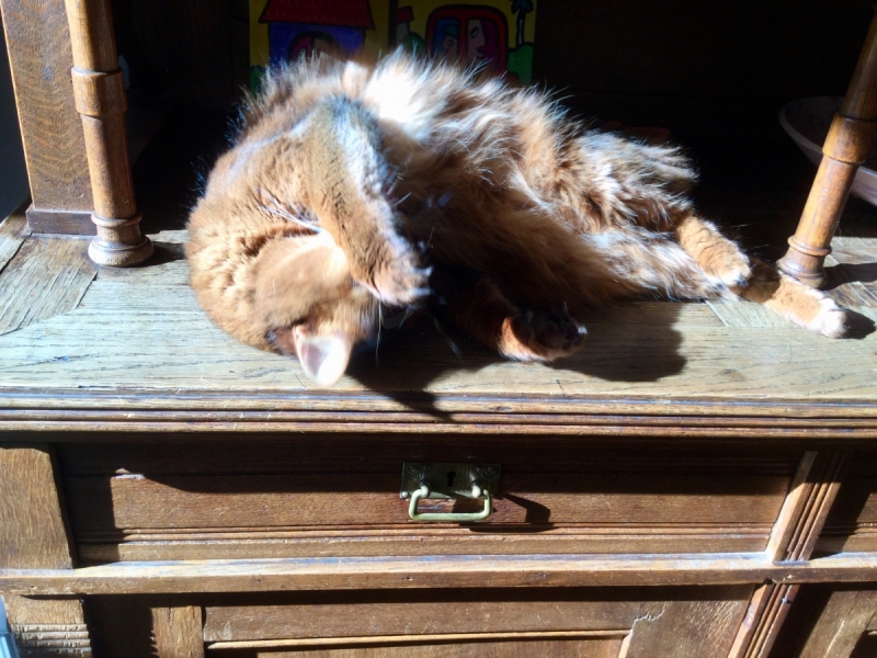 Кошки в нашей жизни. Кошки и все, что с ними связано.