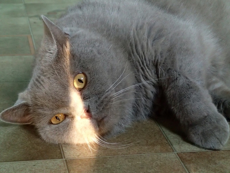 Кошки в нашей жизни. Кошки и все, что с ними связано.