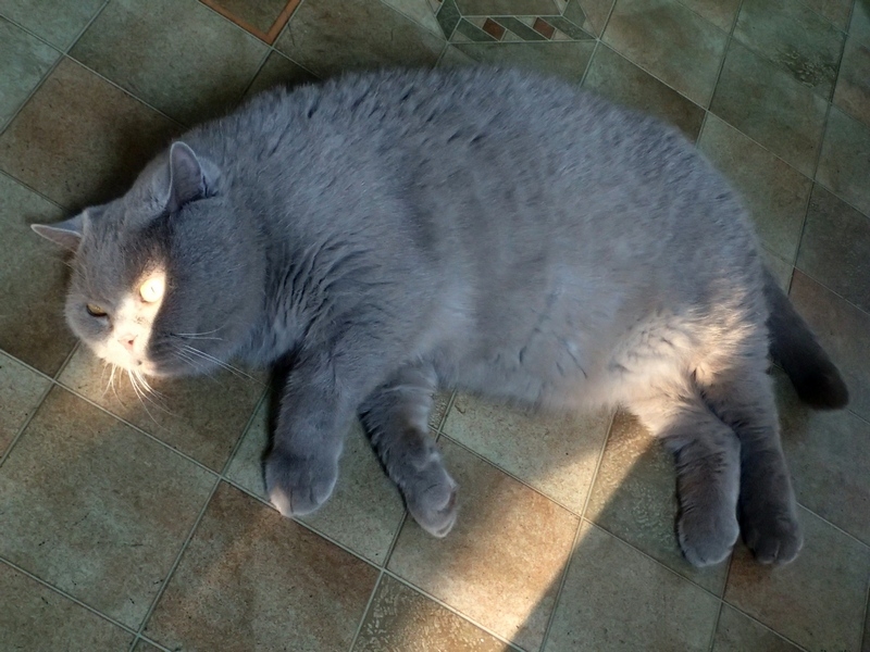 Кошки в нашей жизни. Кошки и все, что с ними связано.