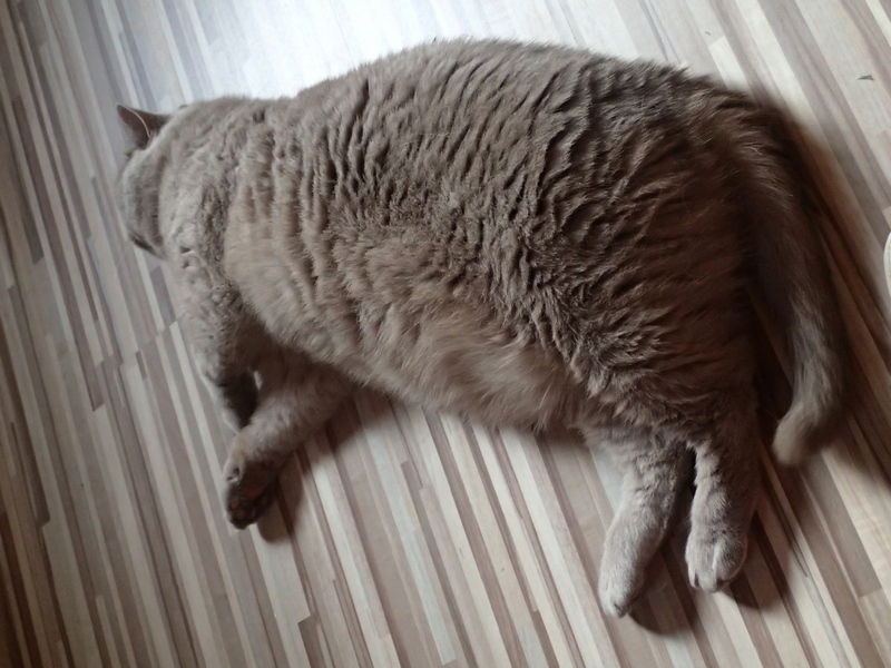 Кошки в нашей жизни. Кошки и все, что с ними связано.