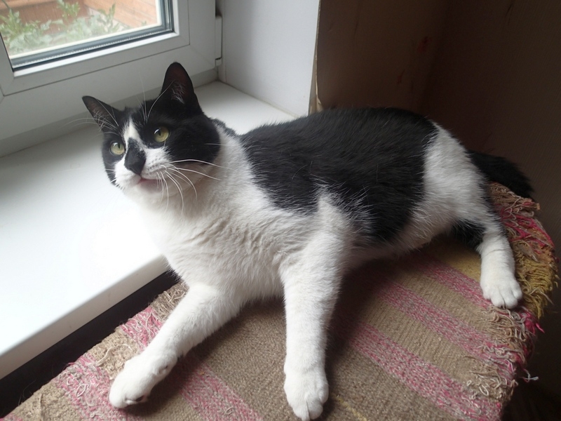 Кошки в нашей жизни. Кошки и все, что с ними связано.