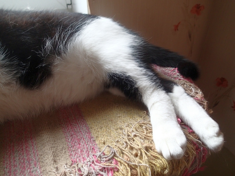 Кошки в нашей жизни. Кошки и все, что с ними связано.