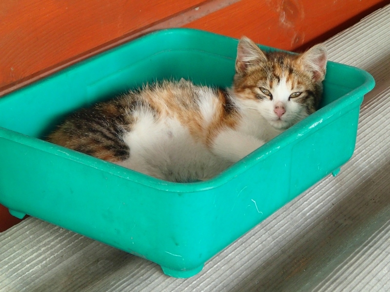 Кошки в нашей жизни. Кошки и все, что с ними связано.