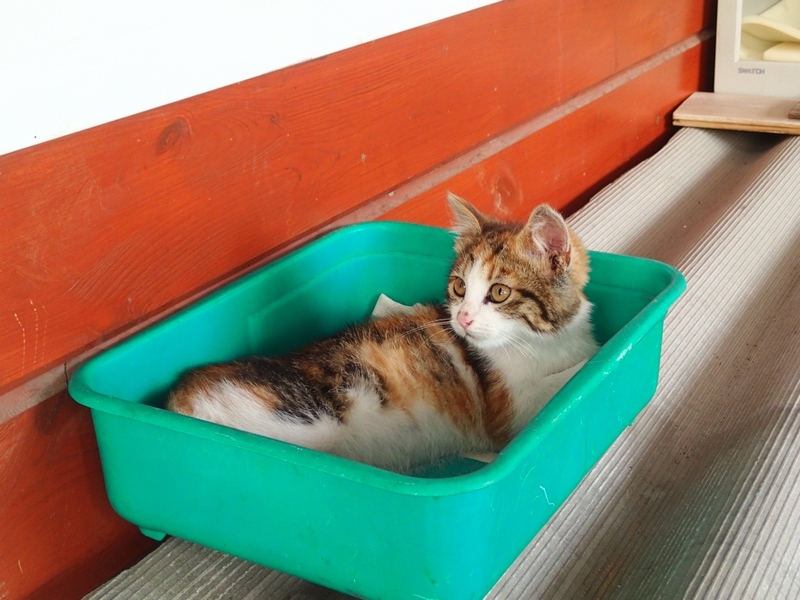 Кошки в нашей жизни. Кошки и все, что с ними связано.